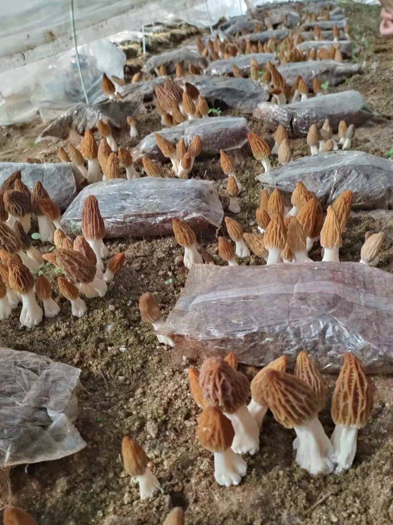 羊肚菌连作障碍