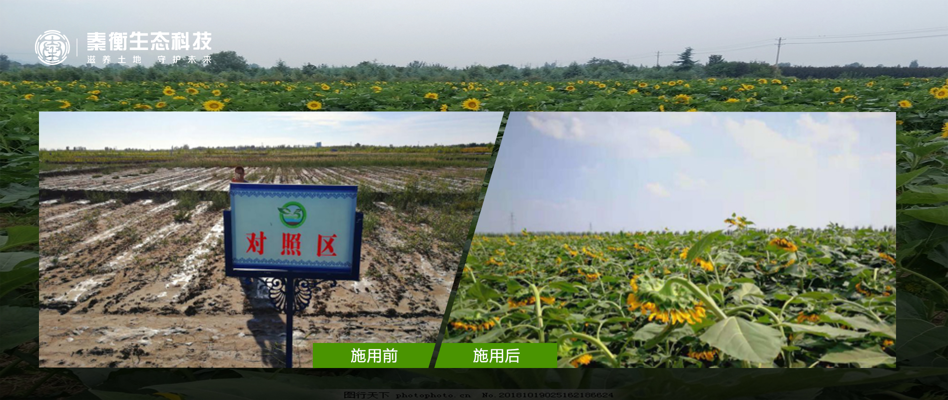 向日葵沙化治理.jpg